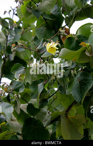 Flower of the Portia Tree, Thespesia populnea, Malvaceae. St Lucia Wetlands Park, KwaZulu Natal, South Africa. Stock Photo
