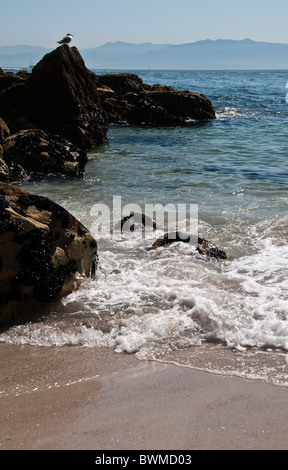 Rocks on the beach of the Figueiras and a seagull on top, Cies Island, Pontevedra, Galicia, Spain Stock Photo