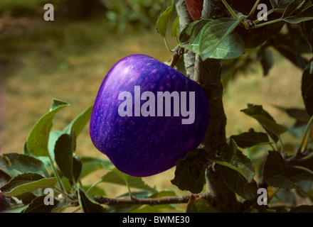 Blue apple on a tree in an orchard possibly a genetically modified organism or GMO Stock Photo