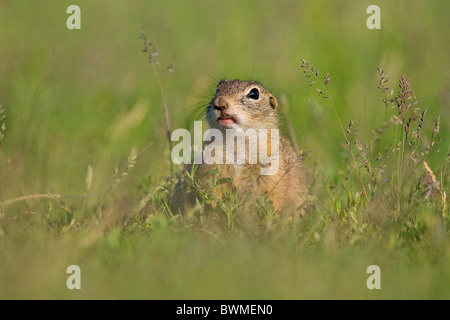 European Ground Squirrel Stock Photo