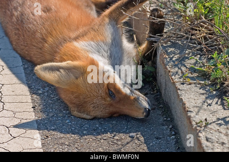 dead fox at the roadside Stock Photo