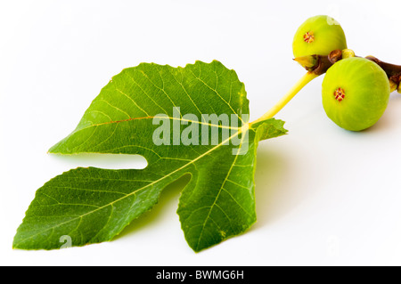 Two growing figs attached to a fig leaf showing the leaf feeding the fruits by photosynthesis. on white. Stock Photo