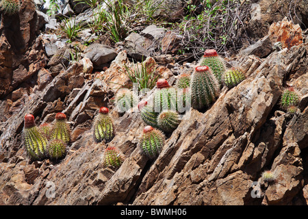 Turks Cap Cactus, Melocactus intortus, growing on a rocky hillside in the Caribbean Stock Photo