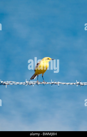 a yellow wagtail perched on barbed wire near a freshwater pond. Stock Photo