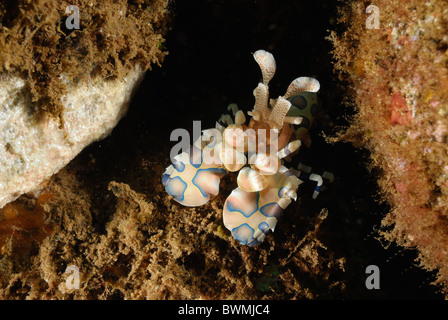 Blue Harlequin Shrimp Hymenocera elegans, Gnathophyllidae, Bali, Tulamben, Indonesia  Indo-pacific Ocean Stock Photo