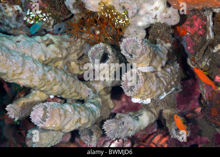Éponge Tube Callyspongia - Spécimen Naturel De La Mer Des Caraïbes - Décoration Marine