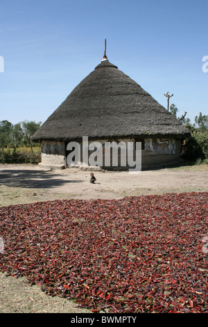 Chillies Drying Outside The Painted Hut Of The Alaba Tribe, nr Kulito, Ethiopia Stock Photo