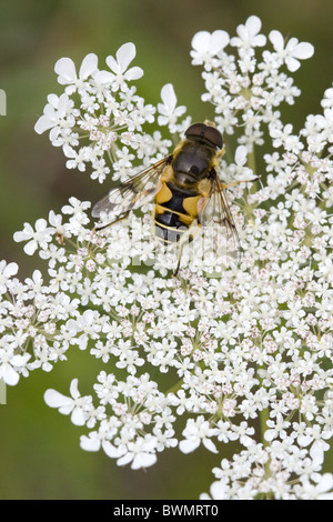 Male hoverfly/flowerfly Eristalis horticola on Wild Carrot (Daucus carota), Alblasserdam, South-Holland, Netherlands Stock Photo