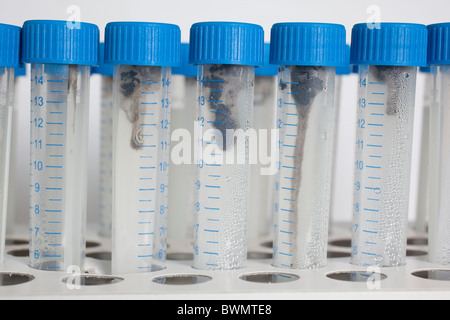 Scientific specimen capsules containing parasite Hookworm at University of Nottingham. Photo:Jeff Gilbert Stock Photo