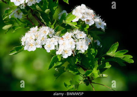 Hawthorn flowers in spring Stock Photo