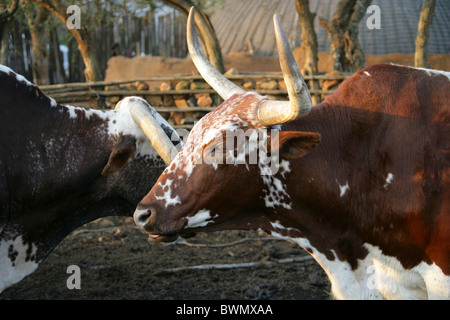 Nguni Cattle in a Kraal, Shakaland Zulu Village, Nkwalini Valley, Kwazulu Natal, South Africa. Stock Photo