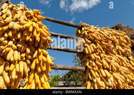 Corn cobs drying in the sun, Baisha, near Lijiang, Yunnan Province, China Stock Photo