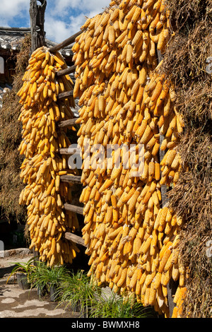 Corn cobs drying in the sun, Baisha, near Lijiang, Yunnan Province, China Stock Photo