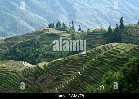 Rice terraces of Longsheng, Guangxi, China Stock Photo