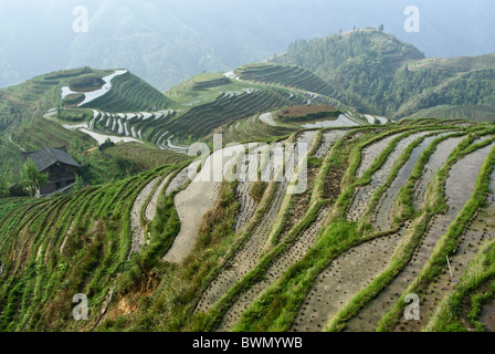Rice terraces of Longsheng, Guangxi, China Stock Photo