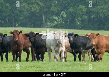 Herd of young curious inquisitive bullocks (3 different colours) standing in row or line on farmland, all staring at camera - Yorkshire, England, UK. Stock Photo