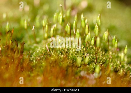 Greater matted thread moss (Bryum capillare) with spore capsules Stock Photo