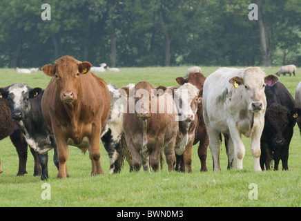 Herd of young bulls (different colours) in farm field staring at camera. Inquisitive & nosy? Intimidating & dangerous? Bull beware! - England, GB, UK. Stock Photo