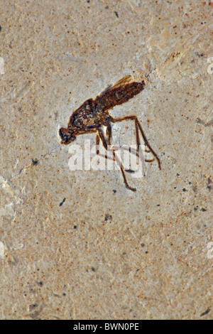Fossil Fly - Santana Formation - Brazil - Early Cretaceous Period Stock Photo