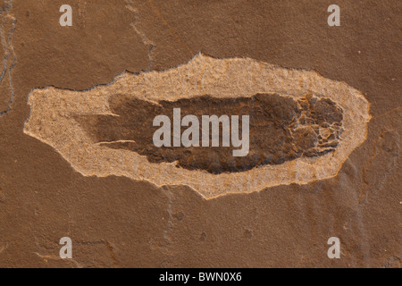 Fossil lungfish - Dipterus sp. - Mid Devonian - Caithness - Scotland Stock Photo
