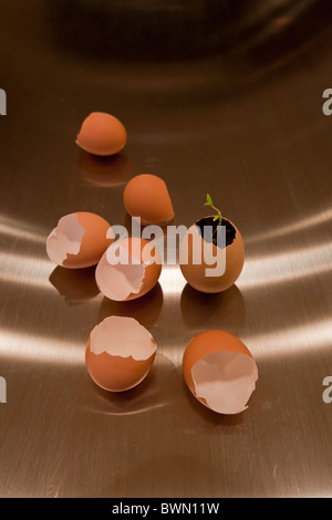 Among several empty egg shells is one egg that has a new sprout growing from it. Sharp selective focus. Stock Photo