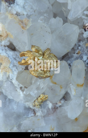 Native Gold on Quartz - Nevada Stock Photo