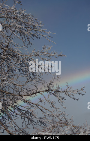 Frozen tree with rainbow Niagara falls Canada Stock Photo
