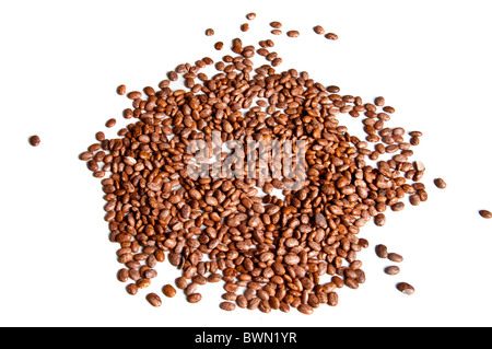 Pile of dried pinto beans, isolated on white background Stock Photo