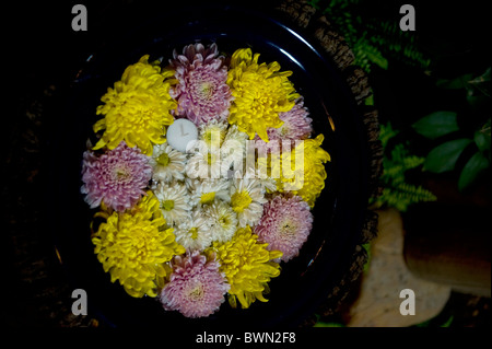 floating chrysanthemums Stock Photo