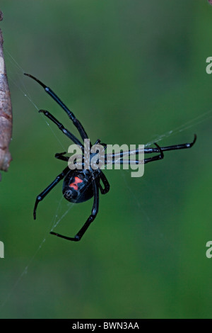 Black Widow Spider Latrodectus hesperus Female Stock Photo