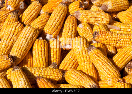 Corn cobs drying in the sun, Lijiang, China Stock Photo