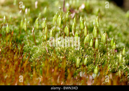 Greater matted thread moss (Bryum capillare) with spore capsules Stock Photo