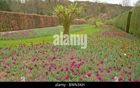 Mixed tulip bed Stock Photo