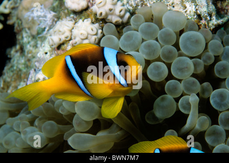 Clown fish or Anemonefish inside a magnificent sea anemone in the Red Sea Stock Photo