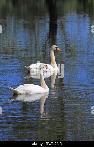 UK Mute Swans on lake Stock Photo