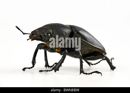 high quality scarab isolated on white background Stock Photo