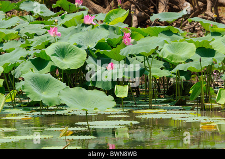 Lotus Lily or Sacred Lotus (Nelumbo nucifera) photographed in Kakadu National Park, Northern Territory, Top End, Australia