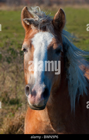 Close-up of a Palomino Horse. Stock Photo
