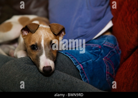 A whippet cross puppy lying on a little girls lap