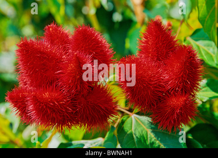 Achiote Bixa Orellana red Bixaceae plant plants fruits fruiting shrub tree Stock Photo