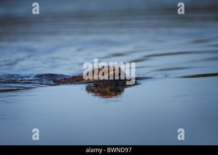 European Beaver Castor fiber swimming in a pond. Stock Photo