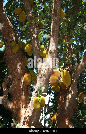 Mayotte Jackfruit France Europe Overseas collectivity Indian Ocean Comoros islands island Jack fruit fruits Stock Photo