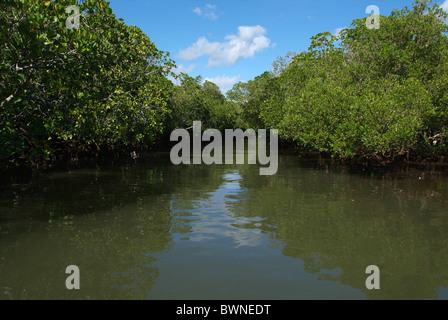 Mayotte France Europe Overseas collectivity Indian Ocean Comoros islands island landscape nature mangrove for Stock Photo