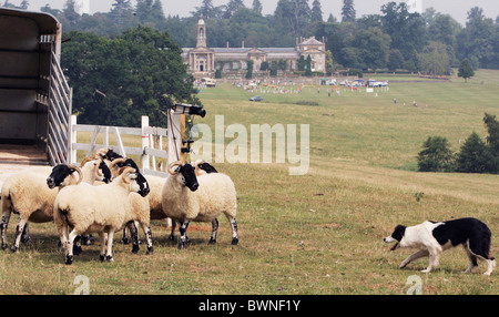 Sheepdog taking part in 'One Man and His Dog' TV show at the Dog Show and Country Fair at Bowood House, Wiltshire Stock Photo