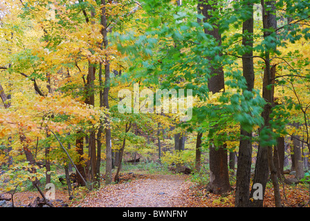 Autumn forest with yellow maple trees and colorful foliage in hiking trail. Stock Photo