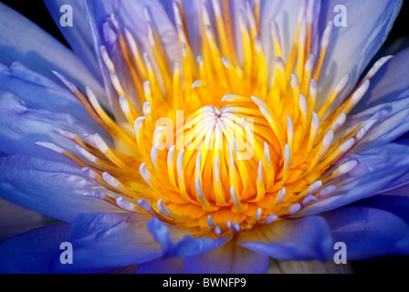 Water lily closeup in water with lovely blue color Stock Photo
