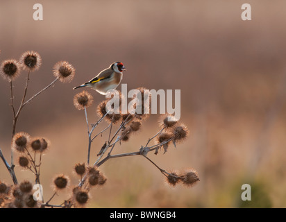 Backlit Goldfinch perched on top of thistle heads Stock Photo