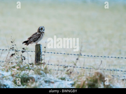 Wild Short Eared Owl perched on wooden fence post in Leicestershire Stock Photo
