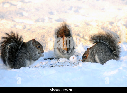 Grey Squirrels eating nuts in snow in winter  , Edinburgh , Scotland Stock Photo