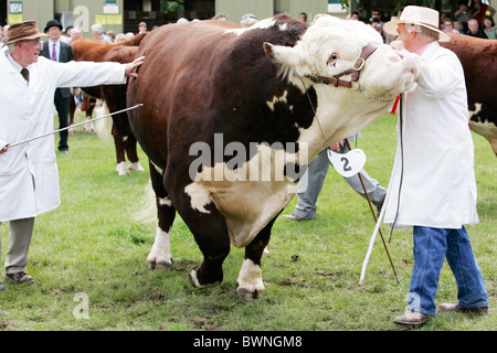 Hereford Bulls at the Three Counties Show in Malvern Showground in Worcestershire Stock Photo